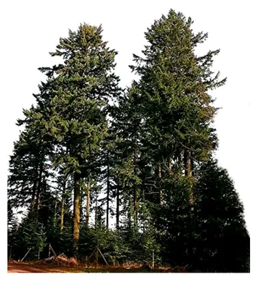 Produktbild von 120 Samen Gewöhnliche Douglasie (Pseudotsuga menziesii)