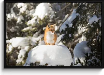 Produktbild von MuchoWow® MuchoWow® Gerahmtes Poster Fuchs - Schnee - Baum 90x60 cm - Poster mit zchwarzem Bilderrahmen - Fotorahmen - Foto-Plakat