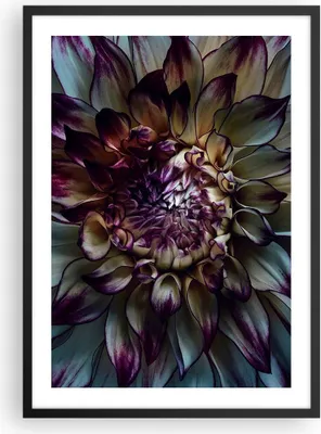 Produktbild von Gerahmtes Poster - Schwarzer Rahmen - Blätter Agave Blume - 50x70 cm - Wand Bild - Wanddeko - Wandbilder - Kunstposter - Wandposter - Bilderrahmen - Bilder - Kunstdruck - P2BPA50x70-5122