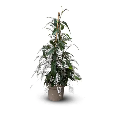Image de Hardenbergia violacea pyramide - plante fleurie - ↕ 70-80 cm - ⌀ 18 cm - plante d'extérieur - fleur blanche
