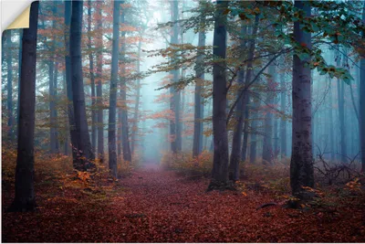Produktbild von ARTland Wandbild, selbstklebend Wald im Nebel Größe: 120x80 cm