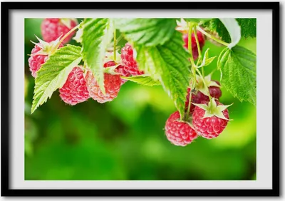 Produktbild von Bild - Bilder - Bilderrahmen - 70 cm x 50 cm - MDF-Rahmen, Wandkunst Himbeeren im Garten