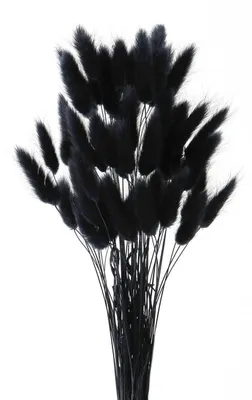 Image de Décoration en plumes de pampa séchées, 50 pièces, couleur noire, 45 cm