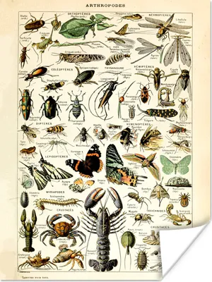 Obrázok produktu pre MuchoWow® Plagát - Zvieratá - Adolphe Millot - Vintage - Hmyz - Umenie - 30x40