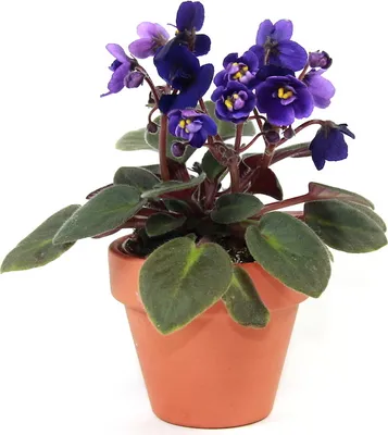Obrázok produktu pre Gardners Saintpaulia mix, priemer 12 cm