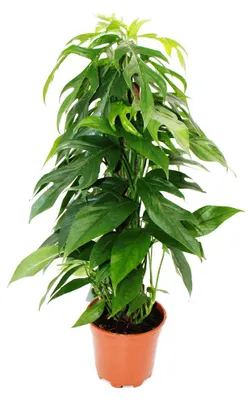 Produktbild von Epipremnum pinnatum Baltic Blue am Moosstab Ausgefallenen Efeutute Fensterblatt 60cm hoch 17cm Topf
