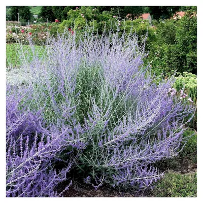 Produktbild von 3 x Perovskia atriplicifolia 'Blue Spire' (Gehölz/Winterhart/Mehrjährig/Bodendecker/Bienenfreundlich)