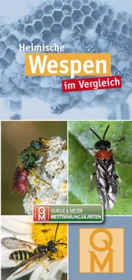 Image de Heimische Wespen