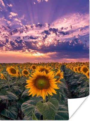 Produktbild von MuchoWow® Poster Blumen - Himmel - Lila - Sonnenuntergang 120x160 cm - Wandbilder