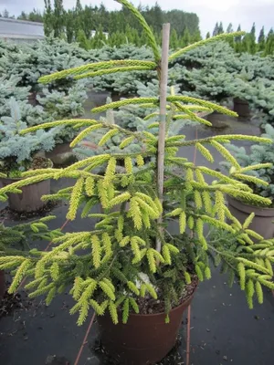 Produktbild von Picea orientalis Aureospicata - Gelbspitzenfichte - Nadelbaum - 60-80cm