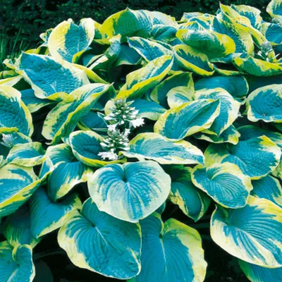 Immagine prodotto di Hosta Funkia da giardino Francess Williams 1 pz. Piantina Piantine di Hosta Funkie