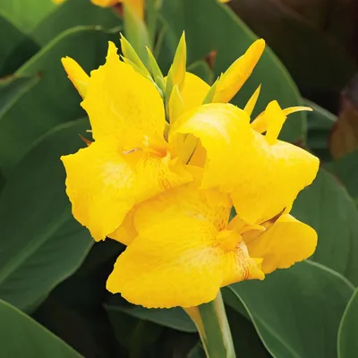 Immagine prodotto di Canna Kanna Paciorecznik Panama 1 pezzo di talea di canna