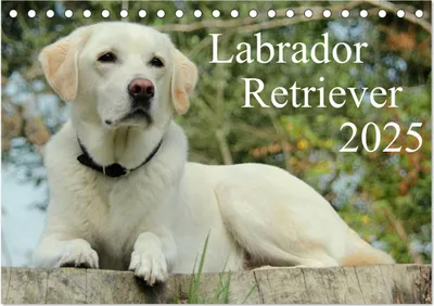 Produktbild von Labrador Retriever 2025 (Tischkalender 2025 DIN A5 quer), CALVENDO Monatskalender