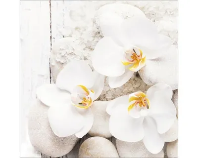 Produktbild von Glasbild White & Yellow Flowers III GLA1174 30x30 cm