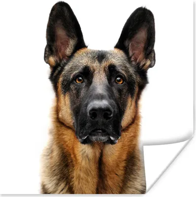 Produktbild von MuchoWow® Poster Deutscher Schäferhund mit weißem Hintergrund 100x100 cm - Babyzimmer