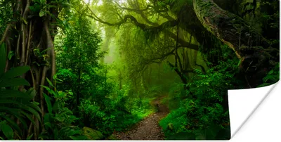 Produktbild von MuchoWow® Poster Landschaft - Dschungel - Tropisch - Sonne - Grün 40x20 cm - Poster für die Wand - Poster Schlafzimmer