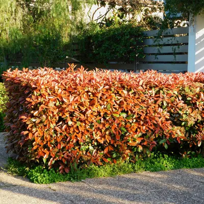 Image de Photinia fraseri Red Robin - 6 plants par mètre linéaire - Photinia de Fraser