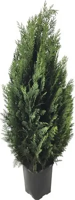 Produktbild von Cypruštek Lawsonov modrý FloraSelf Chamaecyparis lawsoniana 'Columnaris Glauca' 80-100 cm v kvetináči