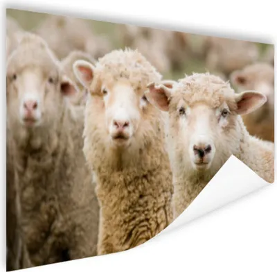 Produktbild von MuchoWow® Poster Schafe - Tiere - Bauernhof 90x60 cm - Schlafzimmer