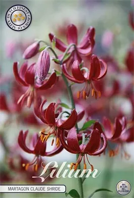 Artikelbild 2 von 'Lilie Martagon Claude Shride (1 Stück)' aus der Kategorie Lilienzwiebeln