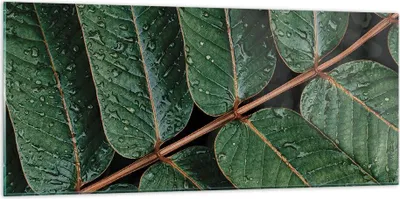 Produktbild von Bilder auf glas - Einteilig - Tropfen Wasser Blätter - 120x50cm - Glasbilder - Wandbilder - Bilder - zum Aufhängen bereit - Wanddekoration aus Glas - Glas Bilder - Wandbild auf Glas - GAB120x50-4328