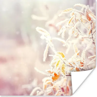 Produktbild von MuchoWow® Poster Winter - Äste - Schnee - Natur 50x50 cm - Wohnzimmerdekoration