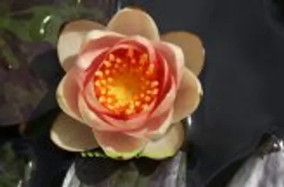 Produktbild von 1 ZWERGSEEROSE Sorte Pygmaea Chrysantha kupfergelb