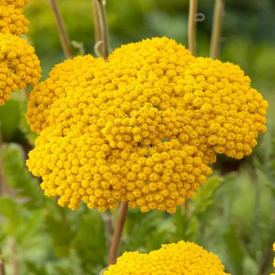 Obrázok produktu pre Achillea Yarrow Filipendulina Parkerova odroda 1 sadenička