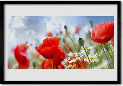 Produktbild von Bild 70x50 MDF-Rahmen Wandkunst Mohnblumen-Gänseblümchen-Blumen