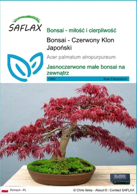 Zdjęcie produktu dla SAFLAX - Bonsai - Czerwony Klon Japoński - 20 Nasiona - Acer palmatum atropurpureum