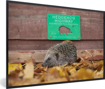 Produktbild von MuchoWow® Gerahmtes Poster Igel geht durch Zaun 30x20 cm - Poster mit Schwarzem Bilderrahmen Wandposter Rahmen Foto Bilder - Kunstdruck - Bild-Poster