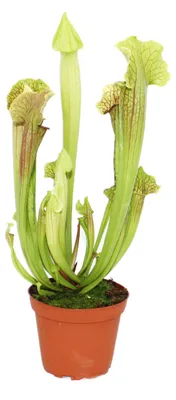 Produktbild von Schlauchpflanze - Sarracenia - groß - 12cm Topf