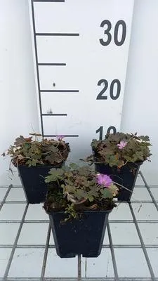 Immagine prodotto di 6 x Geranium hybr. 'Tanya Rendall' - Cranesbill - vaso 9 x 9 cm