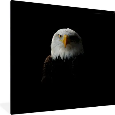 Produktbild von MuchoWow® Gerahmtes Poster Adler - Vogel - Schwarz 40x40 cm - Poster mit Schwarzem Bilderrahmen Wandposter Rahmen Foto Bilder - Mit Rahmen - Wanddekoration Schlafzimmer