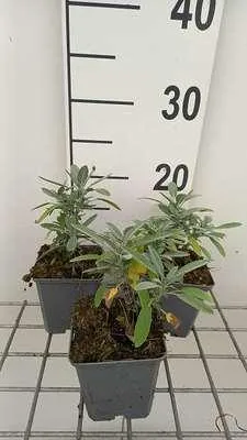 Zdjęcie produktu dla 6 x Salvia lavandulifolia - Mech gwiaździsty - Doniczka 9 x 9 cm