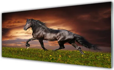Produktbild von Glasbilder 125x50 Wandbild Druck auf Glas Schwarzes Pferd Wiese Tiere