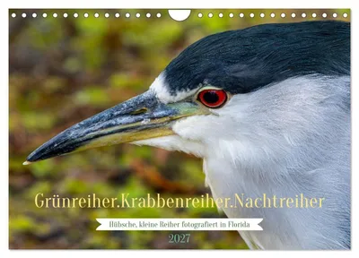 Produktbild von Grünreiher - Krabbenreiher - Nachtreiher (Wandkalender 2027 DIN A4 quer), CALVENDO Monatskalender