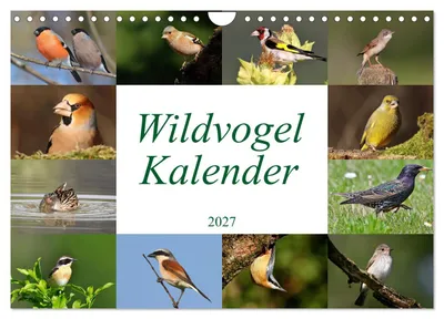 Produktbild von Wildvogelkalender (Wandkalender 2027 DIN A4 quer), CALVENDO Monatskalender