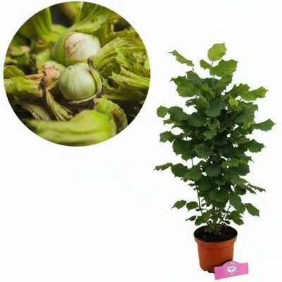 Image de Corylus avellana 'Jefferson' – Noisetier américain – Hauteur : 100 cm – Pot de 2 litres