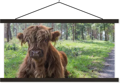 Produktbild von MuchoWow® Textilposter Schottisches Hochlandrind - Kröte - Tiere 150x75 cm mit schwarzem Rahmen - Posterleiste