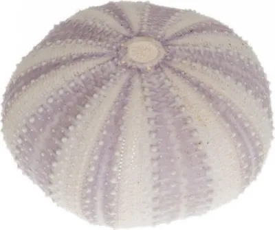 Produktbild von Seeigel Gehäuse lila ca. 3-5cm | Tripneustes gratilla