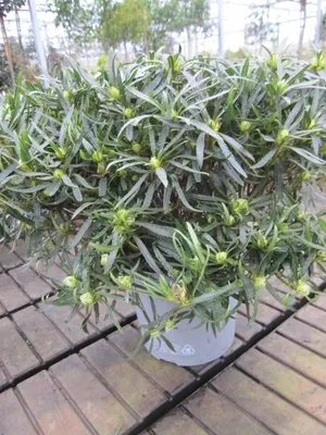 Produktbild von Japanische Azalee StarStyle ® white - Rhododendron obtusum ® - immergrün 30-40