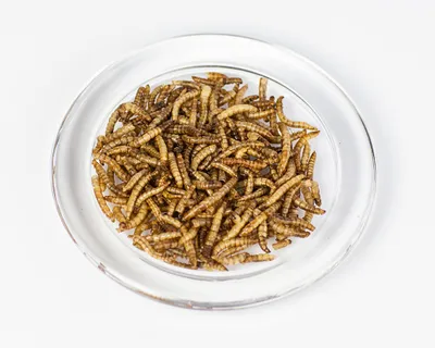 Produktbild von WachtelGlück® Mehlwürmer getrocknet