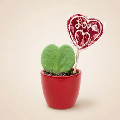 Obrázek produktu pro Hoya Kerrii Sweetheart - rostlina ve tvaru srdce v cerveném keramickém