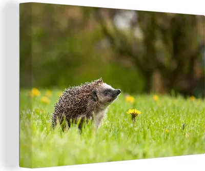 Produktbild von OneMillionCanvasses® - Leinwandbilder - 140x90 cm, Igel im Gras, Wandbilder Kunstdruck Wanddekoration