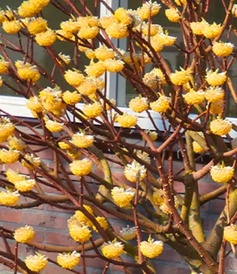 Produktbild von BALDUR Garten 1x Edgeworthia Grandiflora, Pflanze im 13 cm-Topf, winterhart, mehrjährig, blühend, duftend, Edgeworthia chrysantha, Zierstrauch, japanischer Papierbusch