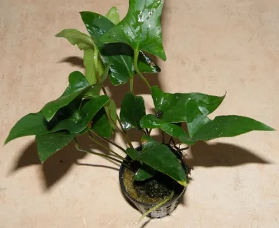 Produktbild von 1 Topf Anubia gracilis, zierliches Speerblatt