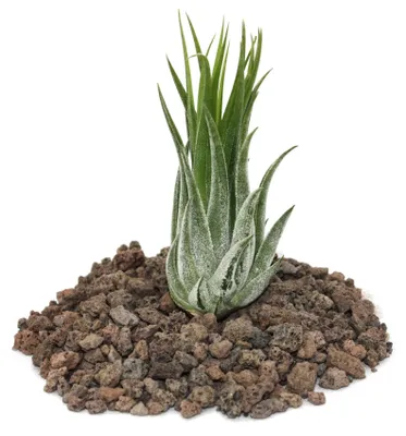 Produktbild von Tillandsia scarposa - lose Pflanze