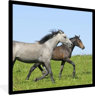 Produktbild von MuchoWow® Gerahmtes Poster Pferde - Tiere - Gras 40x40 cm - Poster mit Schwarzem Bilderrahmen Wandposter Rahmen Foto Bilder - Mit Rahmen - Wanddekoration Schlafzimmer