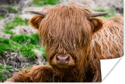 Produktbild von MuchoWow® Poster Schottischer Highlander - Heu - Gras 180x120 cm - Fotoplakat